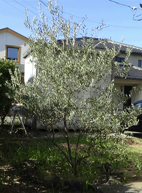 庭のオリーブの木