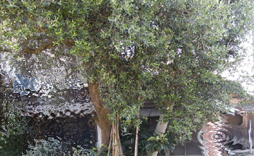 宝達町の巨大オリーブの木