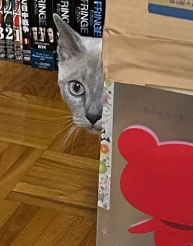 欲しいものだけ虎視眈々のネコ