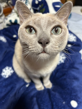 気にすんニャー