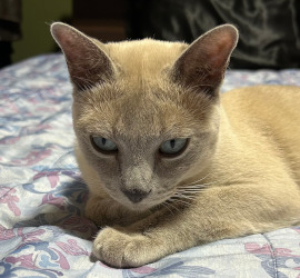 どこ行くニャー