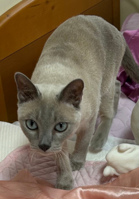 かくれんぼは狩りシミュレーション